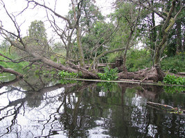 В воде всё чаще встречаются коряги и поваленные деревья.
