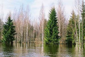 Затопленный лес