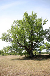 400-летний дуб - памятник природы.
